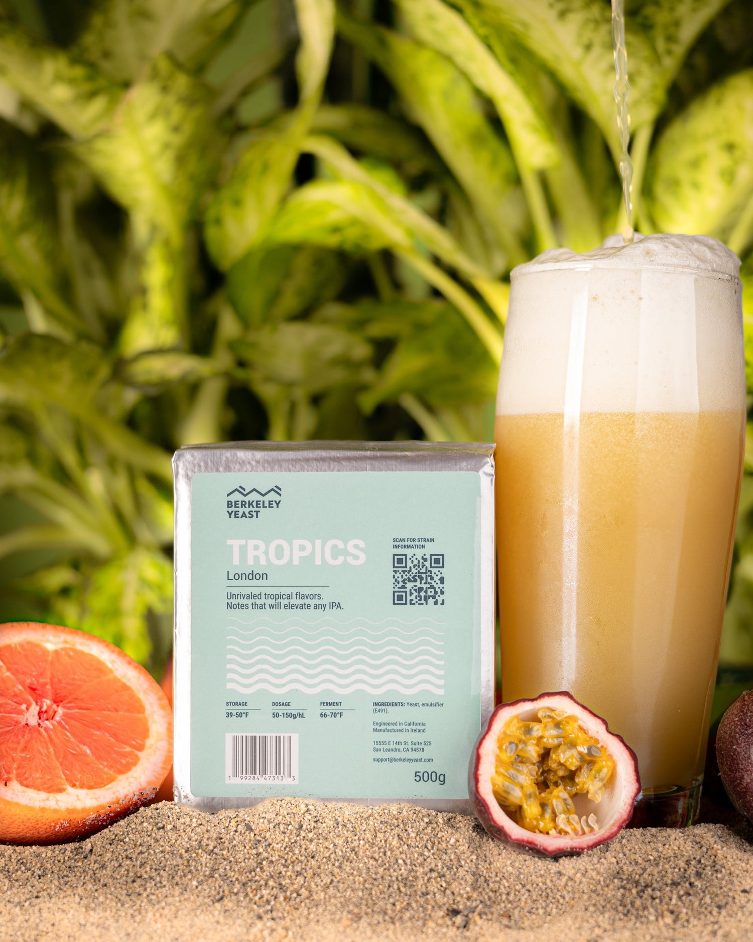 Tropics London yeast gives off passionfruit and grapefruit thiols through biotransformation which makes it a world class hazy IPA yeast strain.