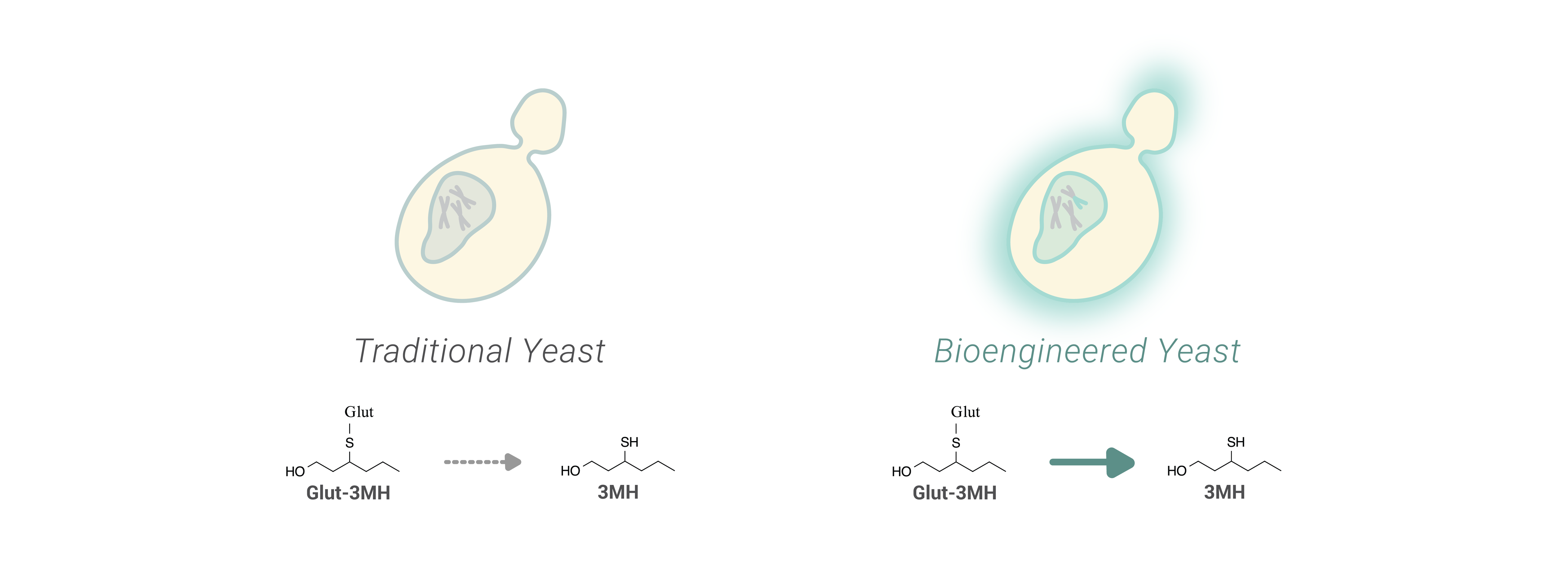 Thiol Yeast