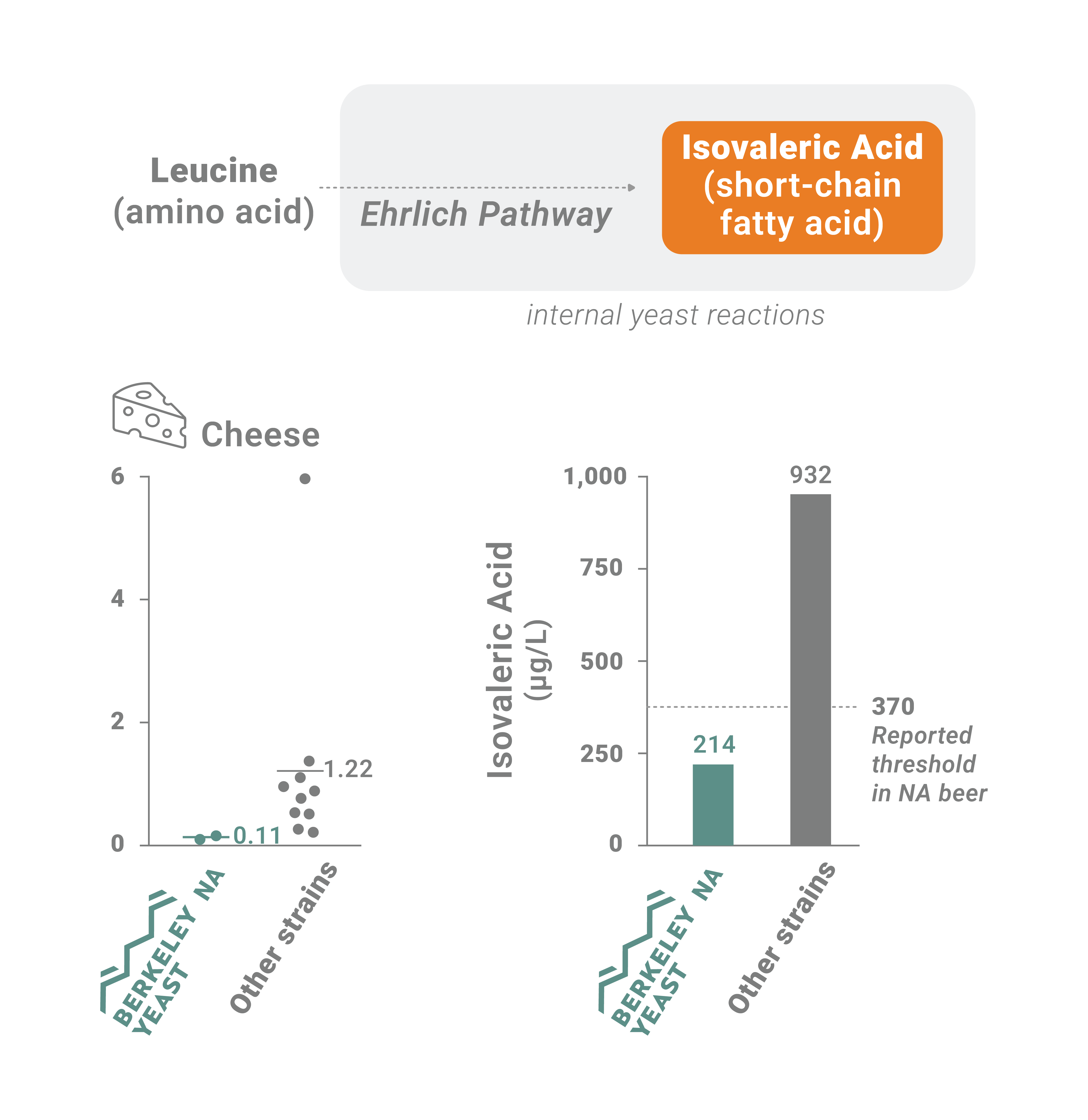 Diagram of isovaleric acid production pathway and cheese off flavor sensory in non alcoholic beer made with maltose-negative yeast.