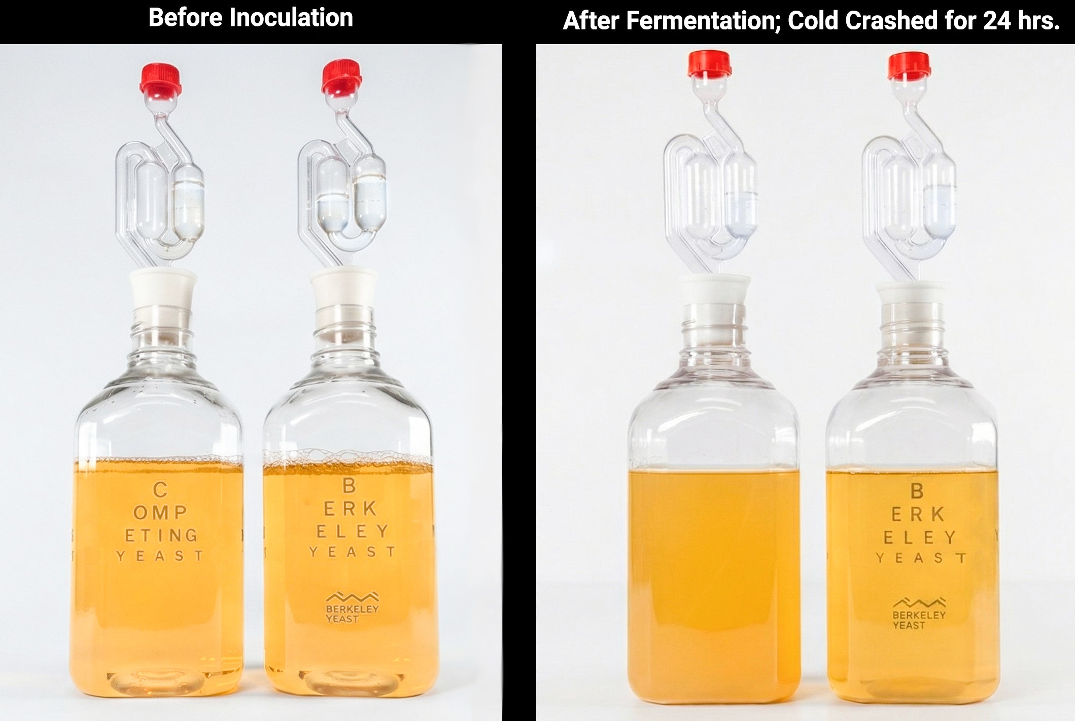 Maltose-Negative Yeast for making Non Alcoholic Beer